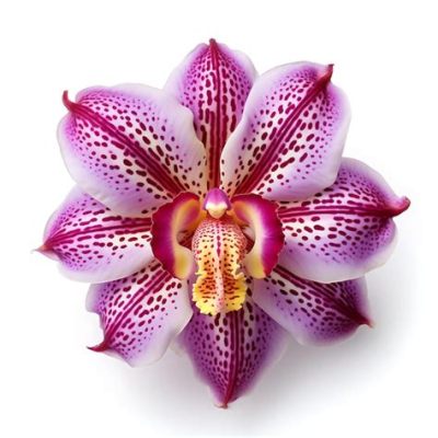 Gardener's Guide to Orchid Culture：一場關於美麗與耐心的交響曲，探尋花卉世界的神秘之美